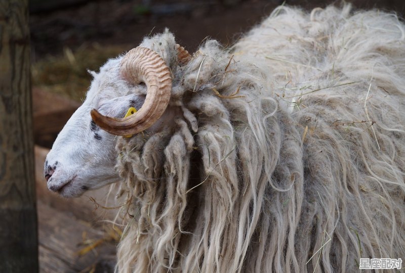 白羊座即将迎来的3件喜事,白羊人今日运势 - 星座运势