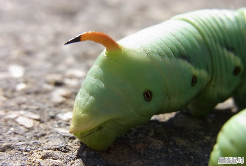 蛇从人的身体爬过好不好_梦到蛇是什么预兆 - 星座运势
