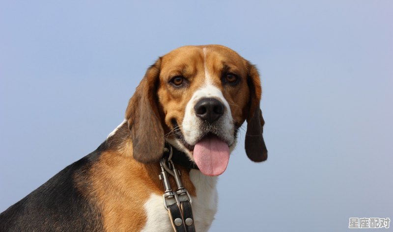 伯乐千里寻良驹是指什么动物_伯乐的意思形容什么人 - 星座运势