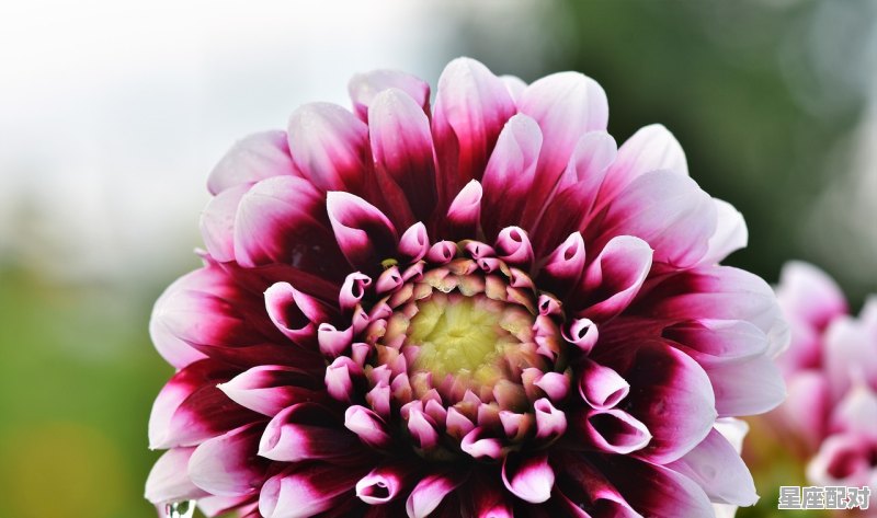 4月份是什么星座，四月出生是什么星座 - 星座运势