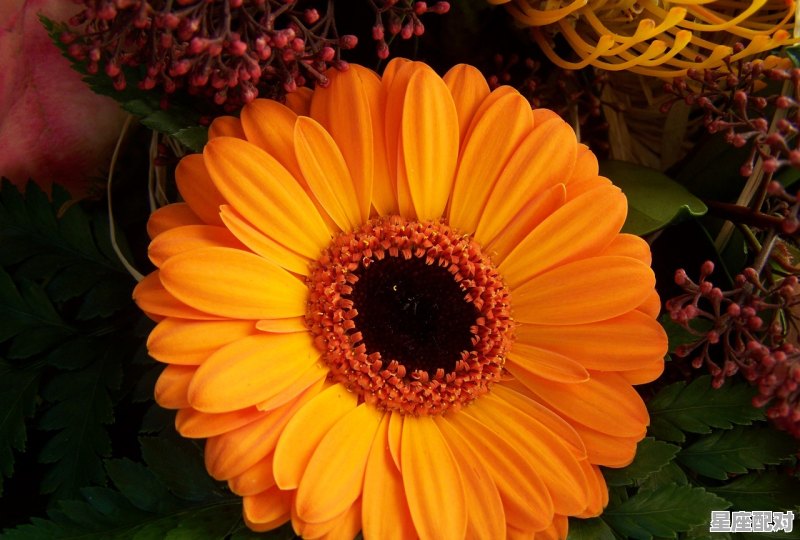 9月生日一般都是什么星座，九月生日什么星座 - 星座运势