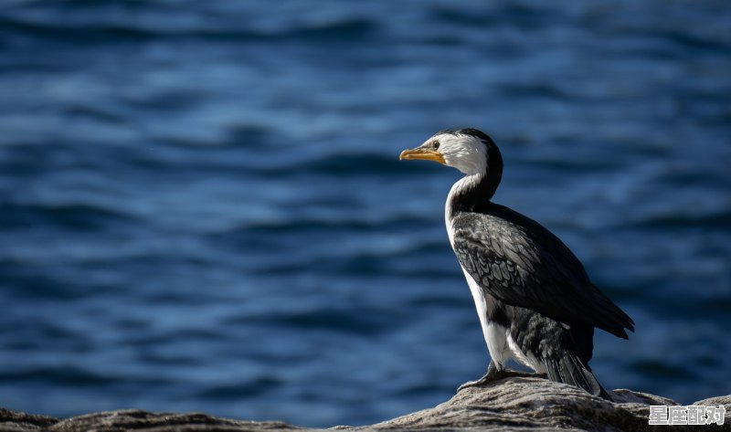 昔人指什么动物_五福临门金龙开是指什么动物 昔人指什么动物_五福临门金龙开是指什么动物 - 星座运势