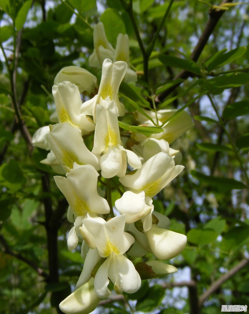 梦到怀孕结婚,梦到怀孕结婚 - 星座运势