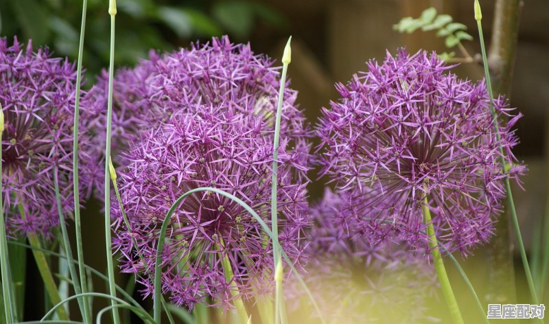 8月初一是属于什么星座,八月初一什么星座 8月初一是属于什么星座,八月初一什么星座 - 星座运势