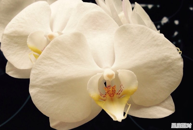 属蛇的白羊座什么性格,属蛇的天蝎座性格 属蛇的白羊座什么性格,属蛇的天蝎座性格 - 星座运势