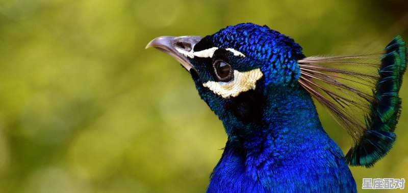 小气的动物有哪些，小气是什么生肖 - 星座运势