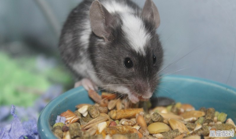 找老婆最好的3个属相,猪和什么生肖最配 找老婆最好的3个属相,猪和什么生肖最配 - 星座运势