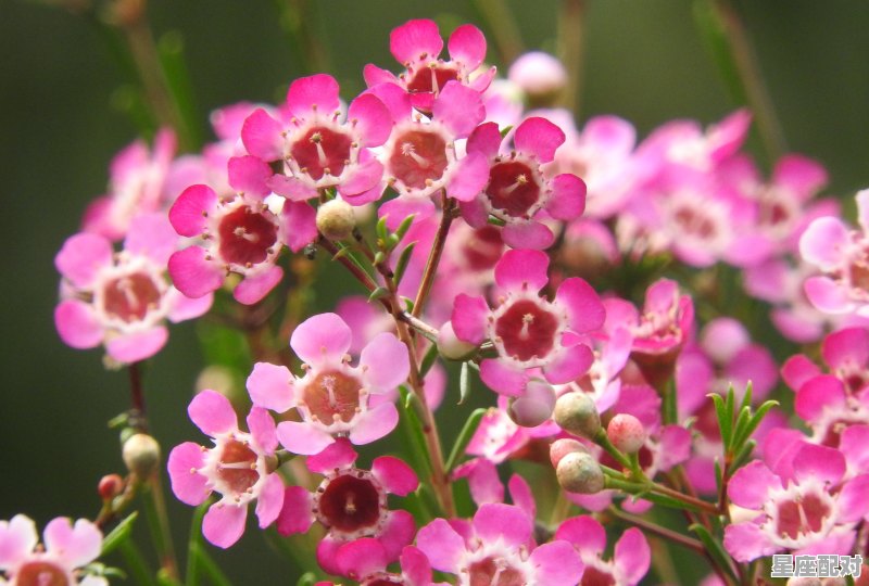 广州过年逛花街风俗，广州过年习俗家里摆花 - 星座运势