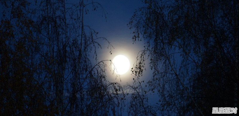 明月指什么动物，月亮指什么生肖 - 星座运势