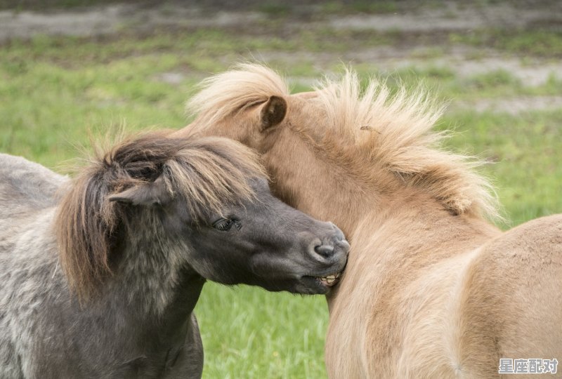 属蛇，双鱼座，但有点偏白羊，A型，是什么性格，双鱼座a型的性格特点 - 星座运势