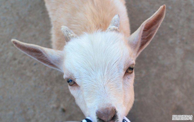 五谷丰登农家忙是什么动物，五谷丰登什么生肖 - 星座运势