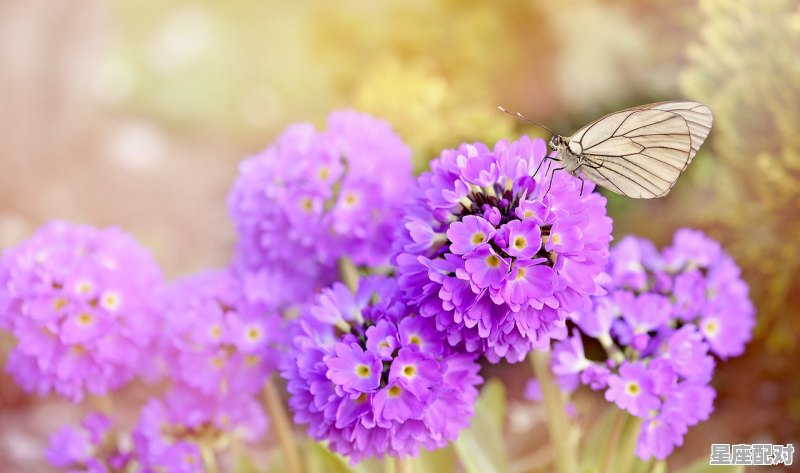 今年异性缘最好的星座,什么星座运气最好 - 星座运势