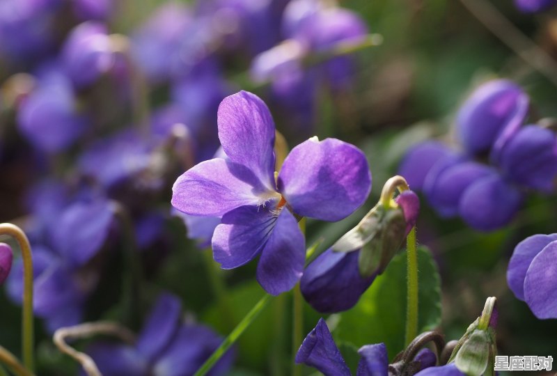 七月份是什么星座的,七月是什么星座女 - 星座运势