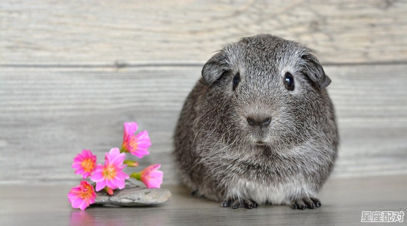 十二生肖里面日行千里的动物是什么,火车是什么生肖 十二生肖里面日行千里的动物是什么,火车是什么生肖 - 星座运势