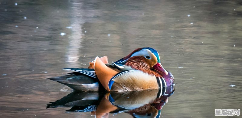 包青天鸳鸯蝴蝶梦展昭为啥下跪_叶罗丽精灵梦水王子单膝下跪在第几集 包青天鸳鸯蝴蝶梦展昭为啥下跪_叶罗丽精灵梦水王子单膝下跪在第几集 - 星座运势