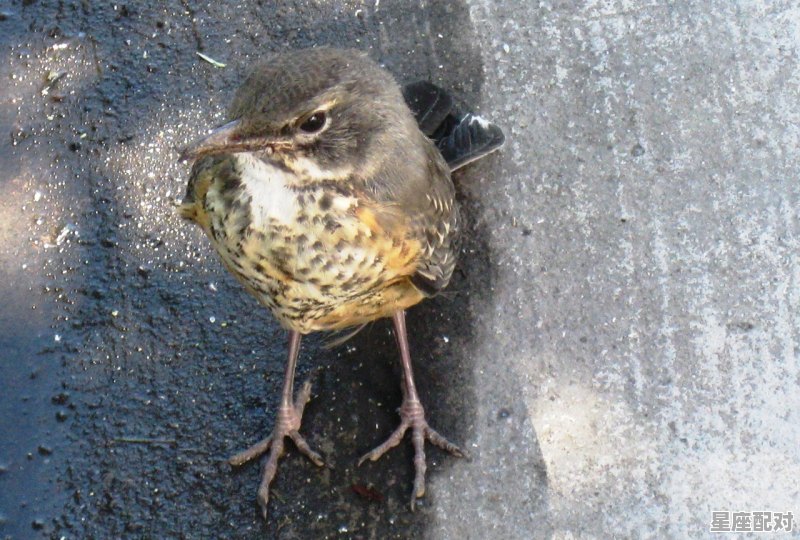 经常梦到牙齿掉了,是怎么回事,梦到自己牙齿掉了 经常梦到牙齿掉了,是怎么回事,梦到自己牙齿掉了 - 星座运势