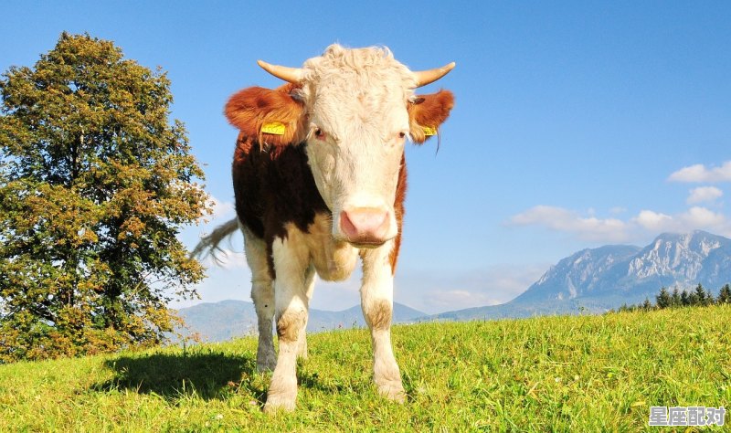 2023年53岁属什么,53属什么生肖 2023年53岁属什么,53属什么生肖 - 星座运势