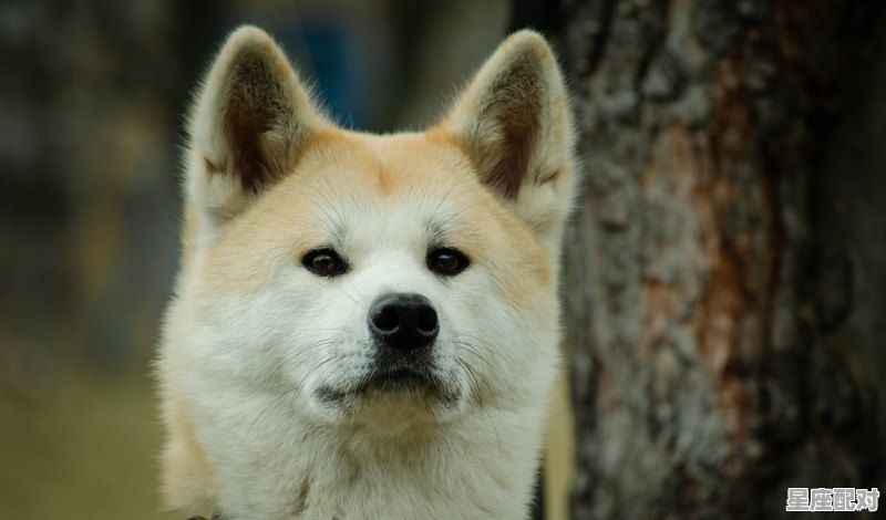 十二生肖中马、羊、狗、猪之间相合、相克的关系是怎样的_猪生肖和什么最配 十二生肖中马、羊、狗、猪之间相合、相克的关系是怎样的_猪生肖和什么最配 - 星座运势