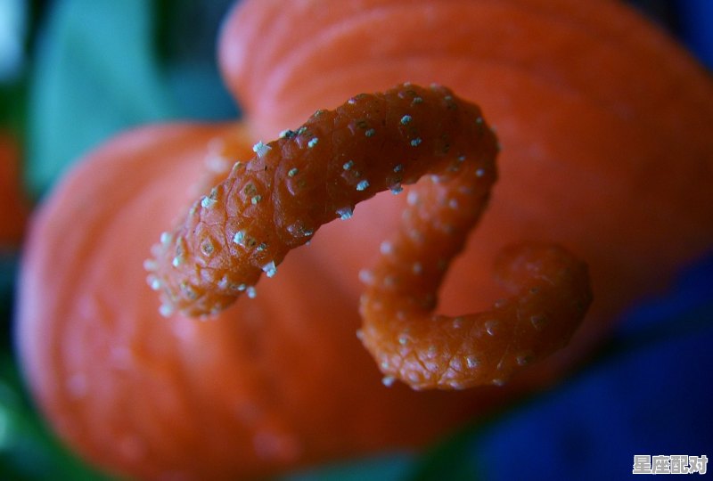 9月6日出生是什么星座农历,九月初六什么星座 9月6日出生是什么星座农历,九月初六什么星座 - 星座运势