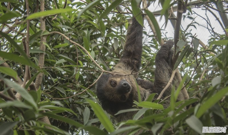 天才指什么动物,天上动物是什么生肖 天才指什么动物,天上动物是什么生肖 - 星座运势