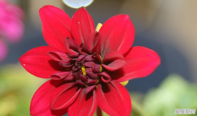 射手座最近三天桃花运,星座女运势今日 射手座最近三天桃花运,星座女运势今日 - 星座运势