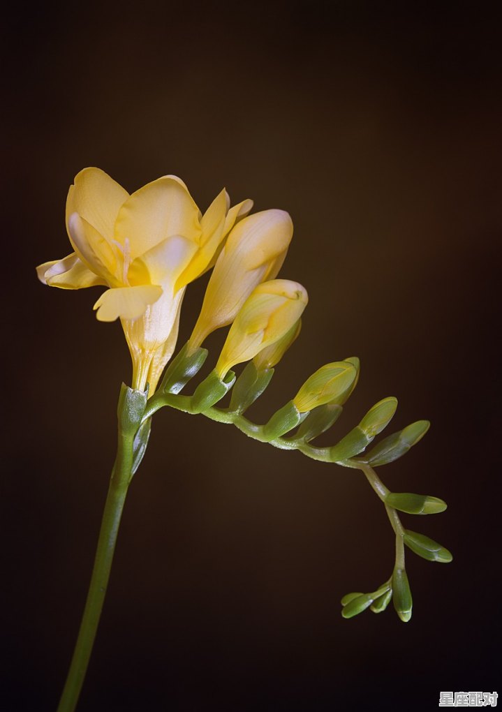 1972年农历8月27日生鼠女今天的运气，记住今日生肖运势 - 星座运势