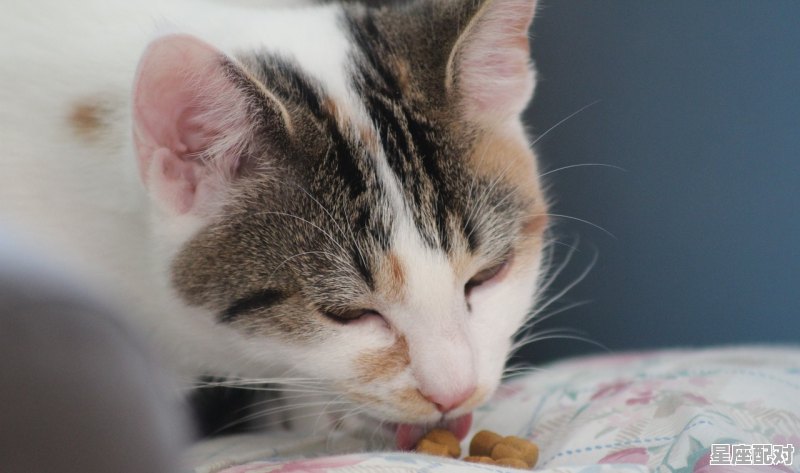 做梦的动物,女人梦到猫 - 星座运势