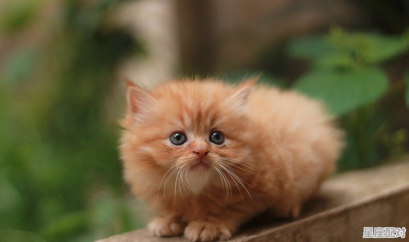 子鼠丑牛寅虎卯兔等对应的时间点在现在是多少_今天的干支是什么 - 星座运势