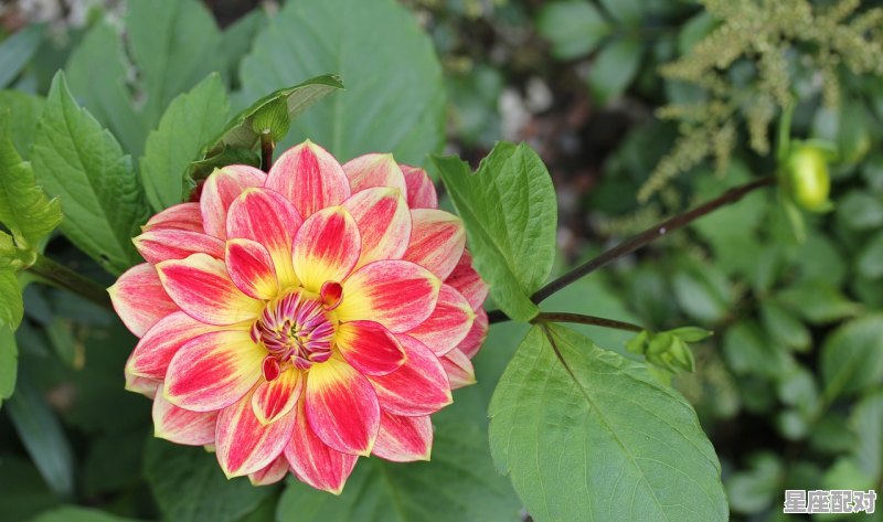 巨蟹座性格，巨蟹座性格爱情 - 星座运势