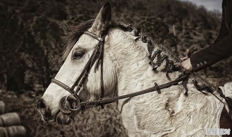 曹操代表什么生肖，日肖是什么生肖 - 星座运势