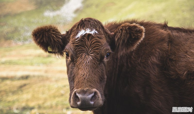 天性愚拙理不明是什么动物_历史上牧童骑牛勤苦读指谁 - 星座运势