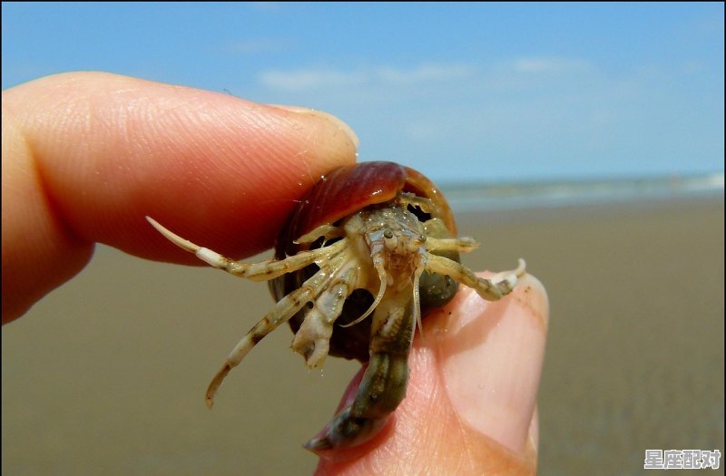 口袋妖怪梦的光点中飞天螳螂怎么进化成巨钳螳螂，不能,梦到螳螂 - 星座运势