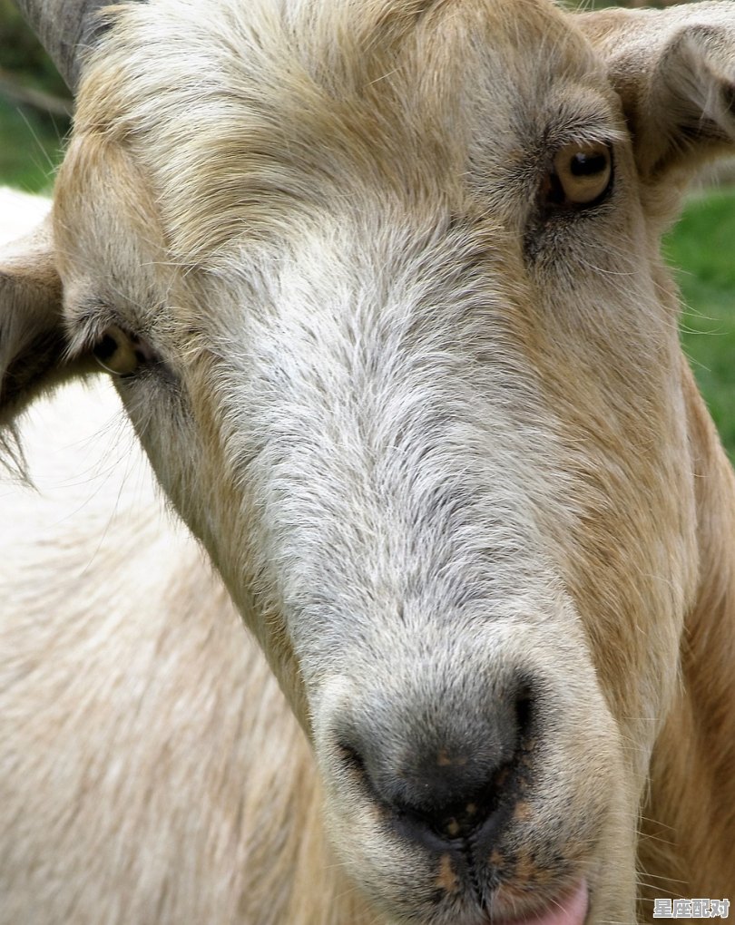 十二生肖什么动物是强盗，土匪是什么生肖 - 星座运势