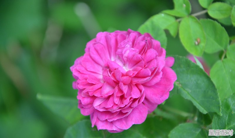 双鱼座男生真实性格，双鱼座男性性格 - 星座运势