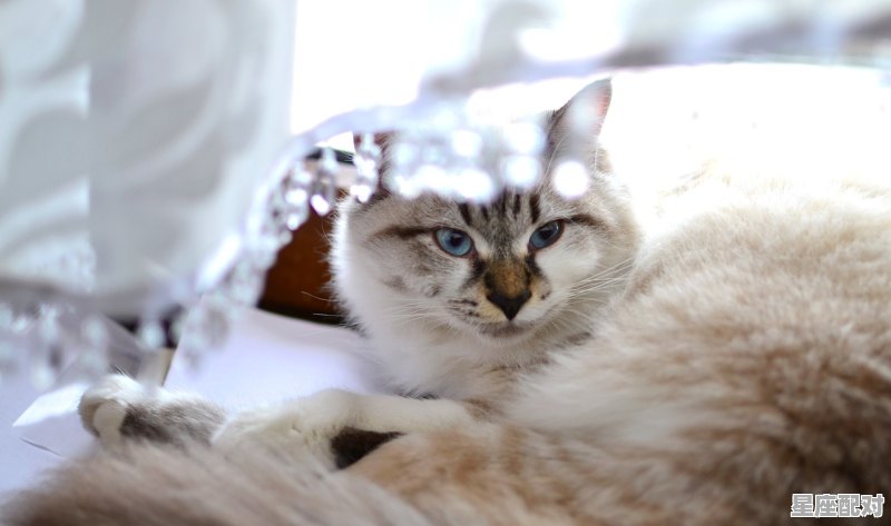 狮子座最详细的性格，关于狮子座的性格 - 星座运势