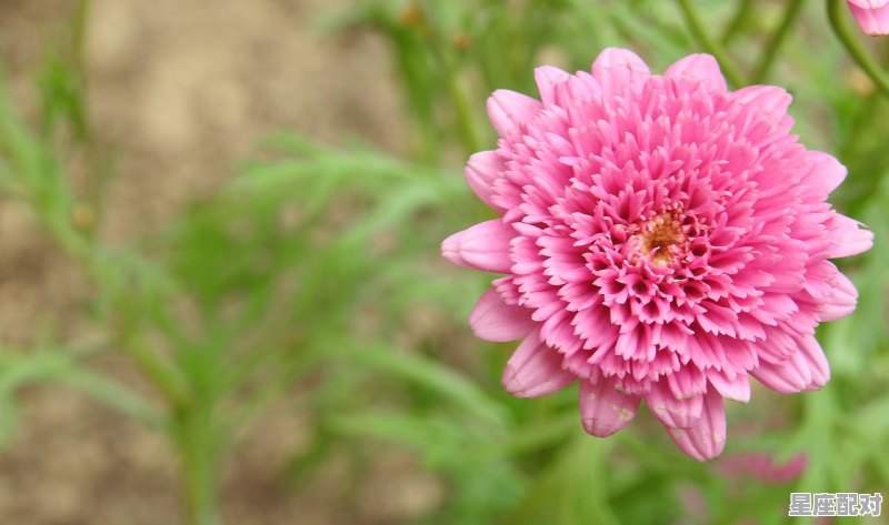 11月3号是什么星座的巨蟹,11月3星座是什么 - 星座运势