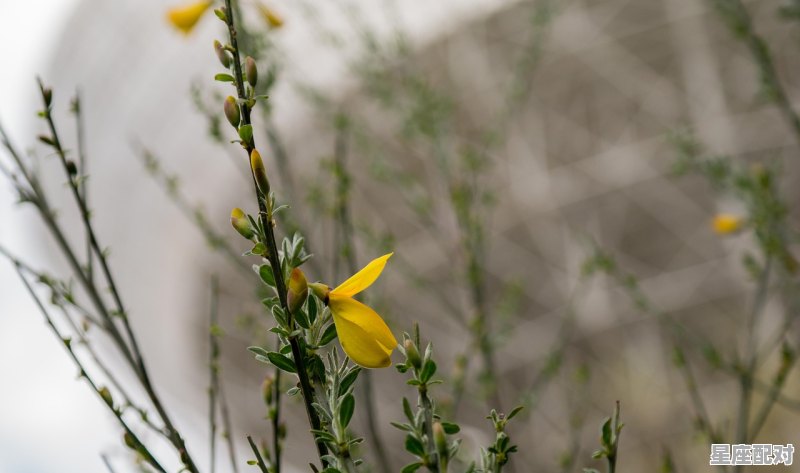 黄花大闺女的定义，黄花是什么生肖 - 星座运势