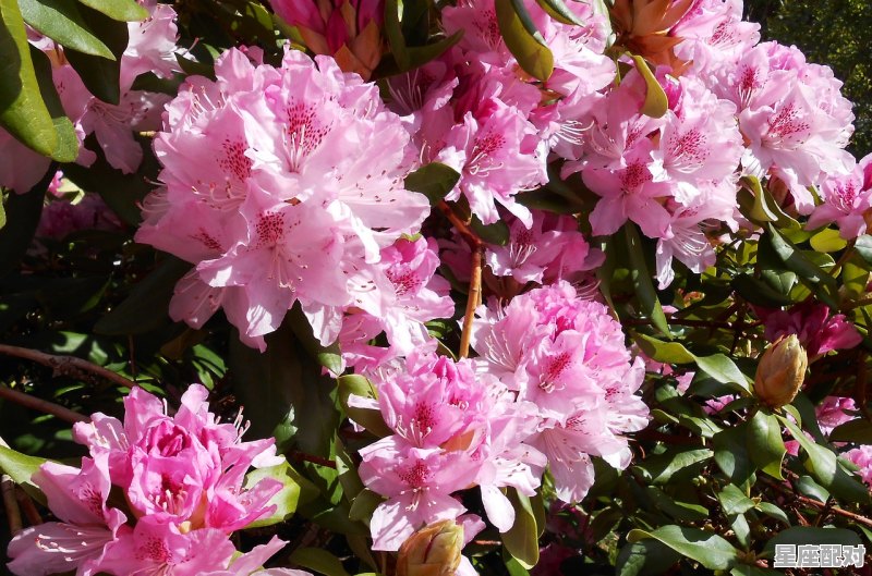 2月2出生的是什么星座_2月2日出生的孩子属什么星座 - 星座运势