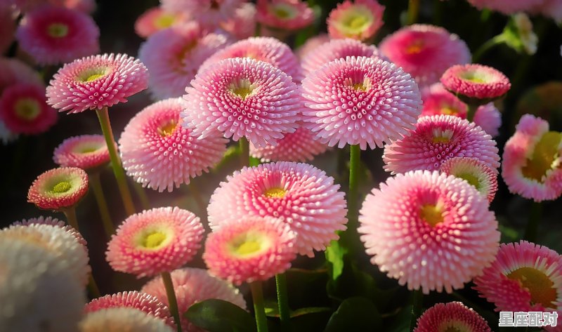 6月6日是什么星座，6月6日出生是什么星座 - 星座运势