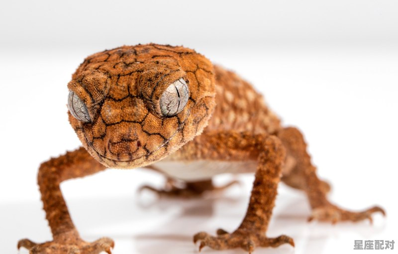 帝子是什么动物，皇上是什么生肖 - 星座运势