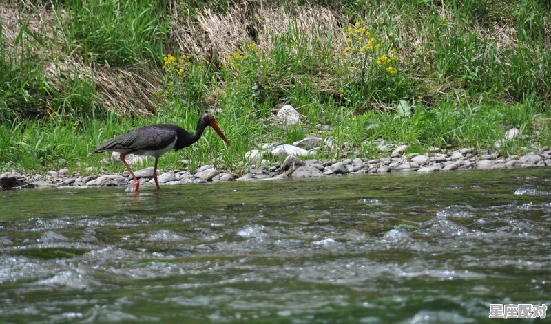 梦到小白蛇,梦到小白蛇 - 星座运势
