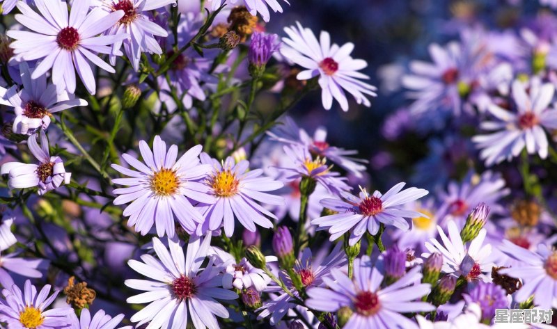 2月份一3月份是什么星座，2 3月是什么星座 - 星座运势