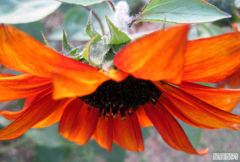 一枝红梅十二放猜个肖，红梅是什么生肖 - 星座运势