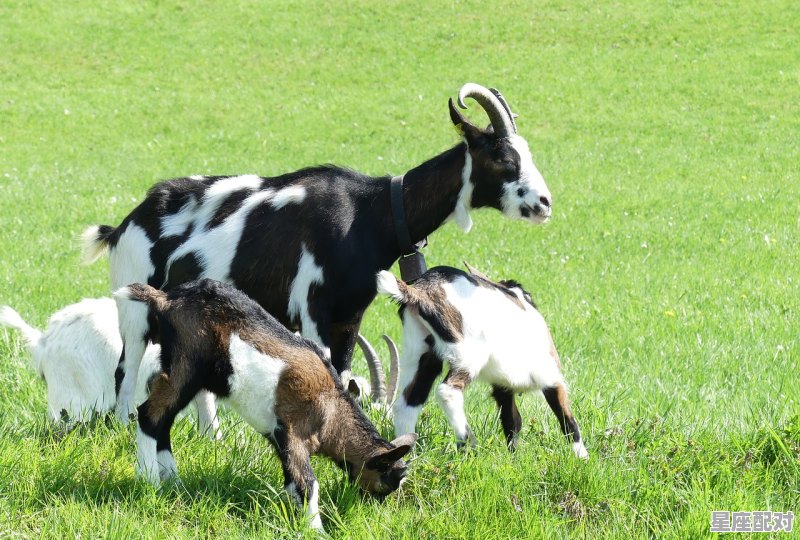 陕西金牛乳业秦鼎羊奶粉怎么样,属羊金牛座性格 - 星座运势