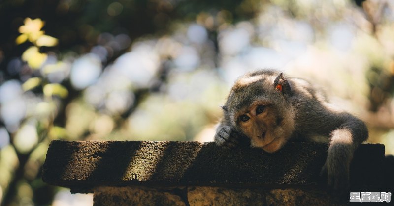 贪婪忘本于一身,活不带来死不带去的动物是什么,贪婪是什么生肖 - 星座运势