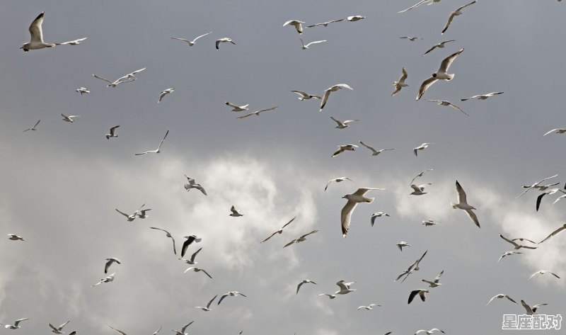 浮云扫尽天如水，什么动物，浮云是什么生肖 - 星座运势