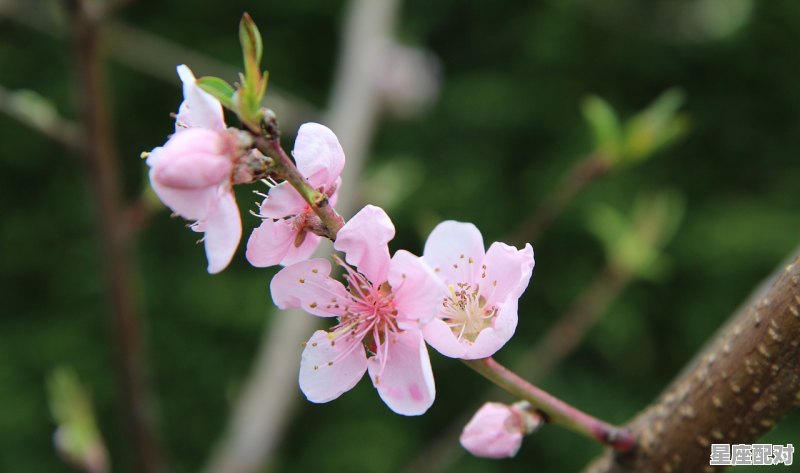 杏花为什么一年开两次_含偏旁木的汉字意思 - 星座运势
