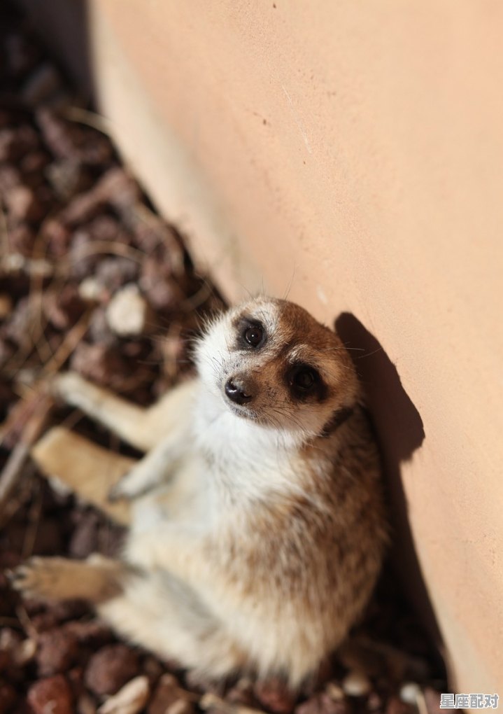 麻雀成年麻雀一天能吃多少虫子?一个月能吃多少虫子,梦到吃虫子 - 星座运势