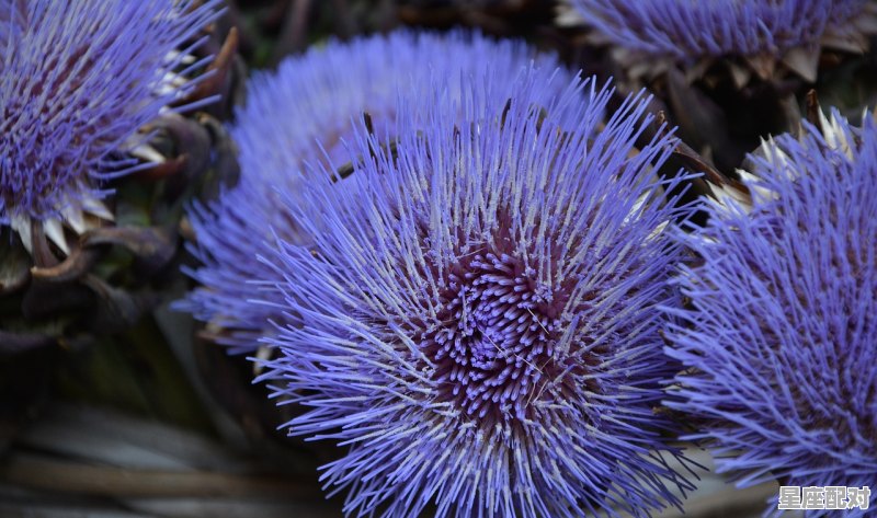 巨蟹座的人格，巨蟹座的性格类型 - 星座运势