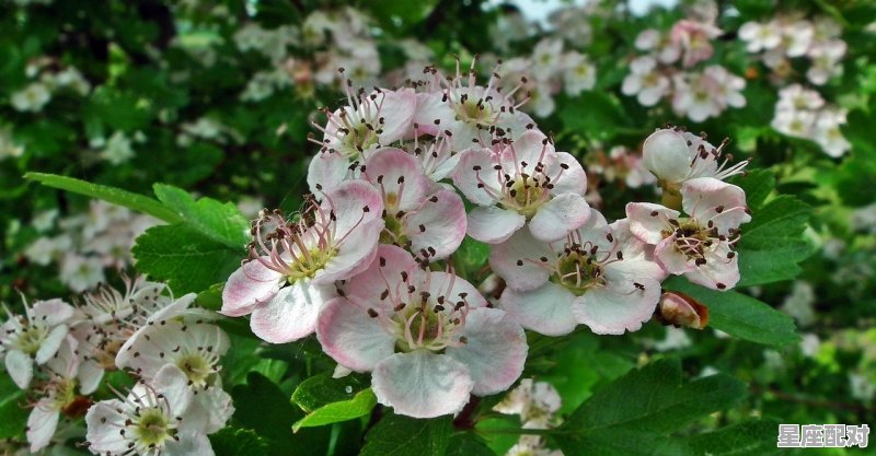 石榴生木开特大是什么意思,石榴是什么生肖 - 星座运势